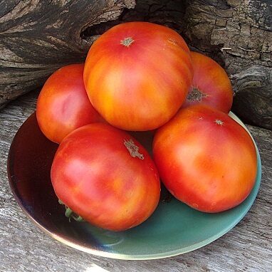 Karpatu uguns (Карпатська ватра)